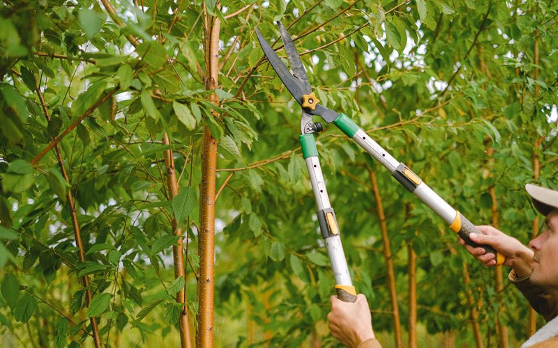 Tree trimming in Hartsburg, MO